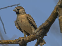 Weaver Bird [ 8 images ]